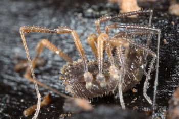 Media type: image; Invertebrate Zoology 138097
